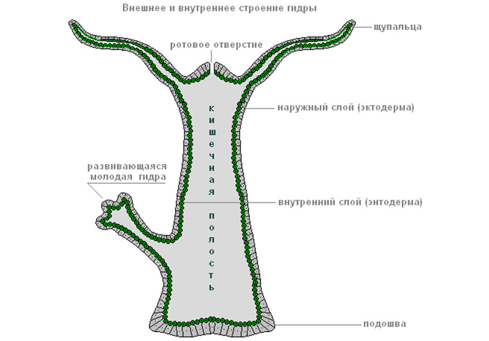 Kraken shop ссылка